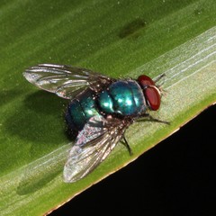 Luciliinae
