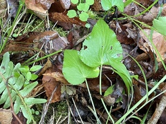 Thaspium trifoliatum aureum