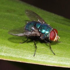 Luciliinae