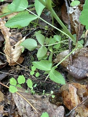 Thaspium trifoliatum aureum