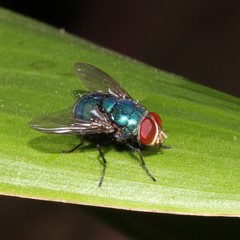 Luciliinae
