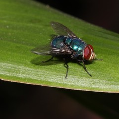 Luciliinae