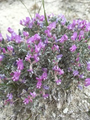 Astragalus sericoleucus