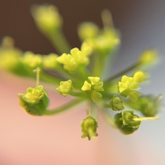 Thaspium trifoliatum aureum