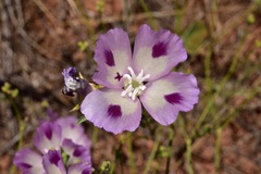 Clarkia williamsonii