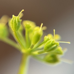 Thaspium trifoliatum aureum