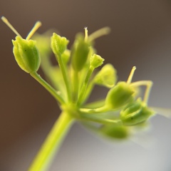 Thaspium trifoliatum aureum