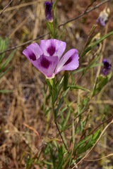 Clarkia williamsonii