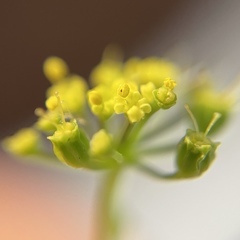 Thaspium trifoliatum aureum