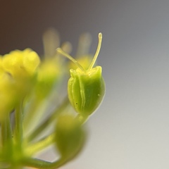 Thaspium trifoliatum aureum
