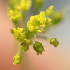 Thaspium trifoliatum aureum