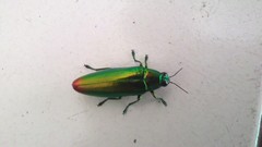 Chrysochroa fulminans