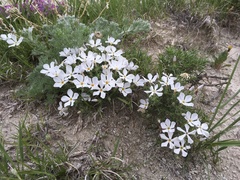 Phlox andicola