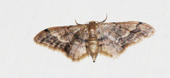 Idaea violacea
