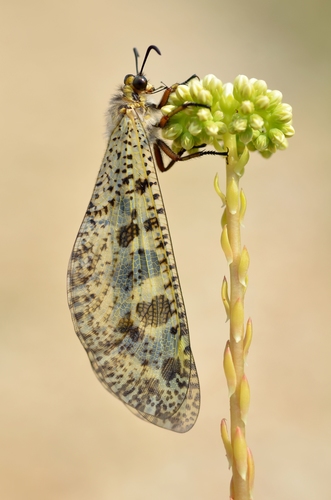 Grand Antlion