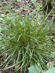 Carex jamesii