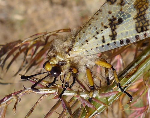 Grand Antlion photo 3