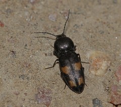 Paracardiophorus