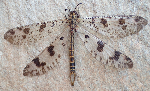 Grand Antlion photo 4