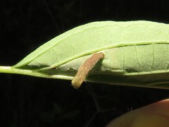 Coleophora cornella