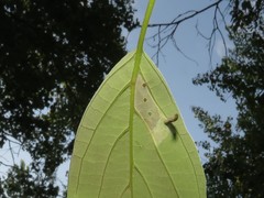 Coleophora cornella
