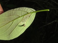 Coleophora cornella