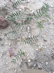 Astragalus gracilis