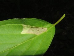Coleophora cornella
