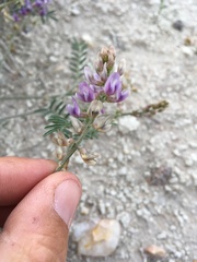 Astragalus gracilis