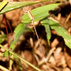 Lestes viridulus