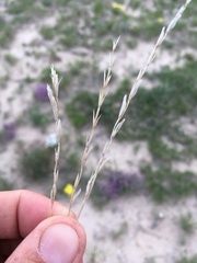 Elymus lanceolatus