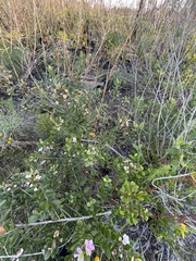 Rhodomyrtus tomentosa image