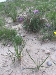 Elymus lanceolatus