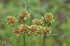 Cyperus reflexus