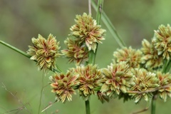 Cyperus reflexus