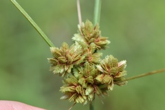 Cyperus reflexus