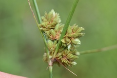 Cyperus reflexus