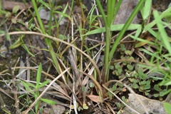 Cyperus reflexus