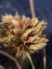 Cyperus reflexus