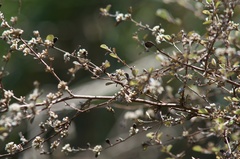 Helichrysum lanceolatum