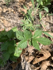 Rubus multifer