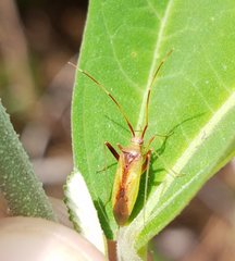 Creontiades rubrinervis