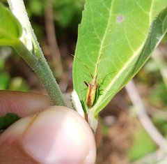 Creontiades rubrinervis