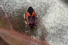 Melacoryphus admirabilis