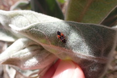 Melacoryphus admirabilis