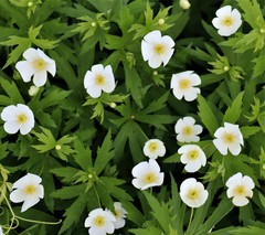 Anemonastrum canadense