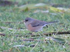 Junco hyemalis mearnsi