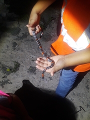 Lampropeltis alterna