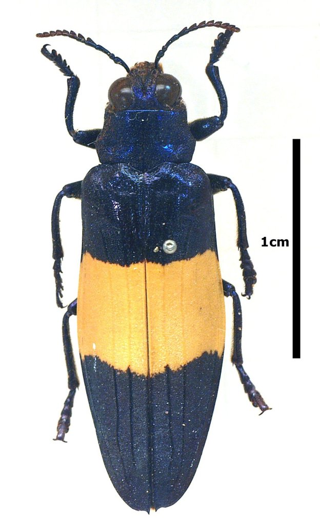 Chrysochroa castelnaudi