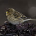 Linnets and Twite - Photo (c) Jonny Andrews, some rights reserved (CC BY-NC), uploaded by Jonny Andrews
